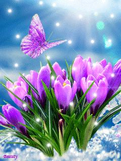 海边水中玫瑰花图片高清大图,最美山水花草倒影图片