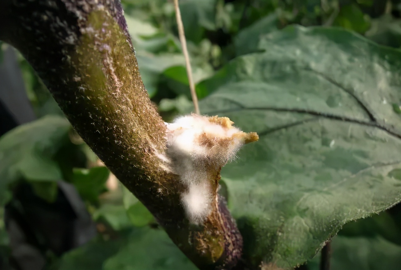 茄子病害绵疫病,茄子绵疫病