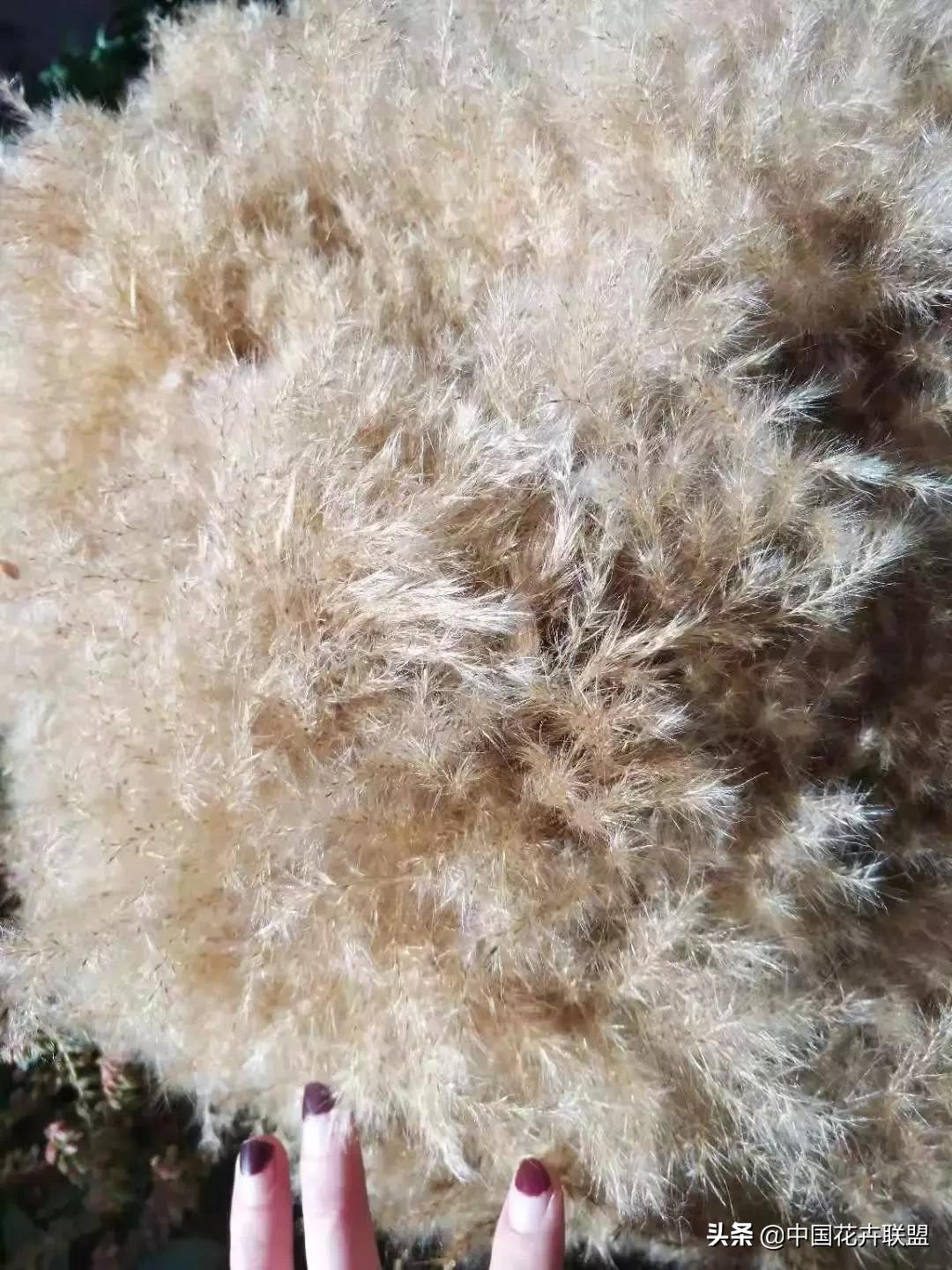 春天花市有哪些花材,便宜又大把的花材有哪些