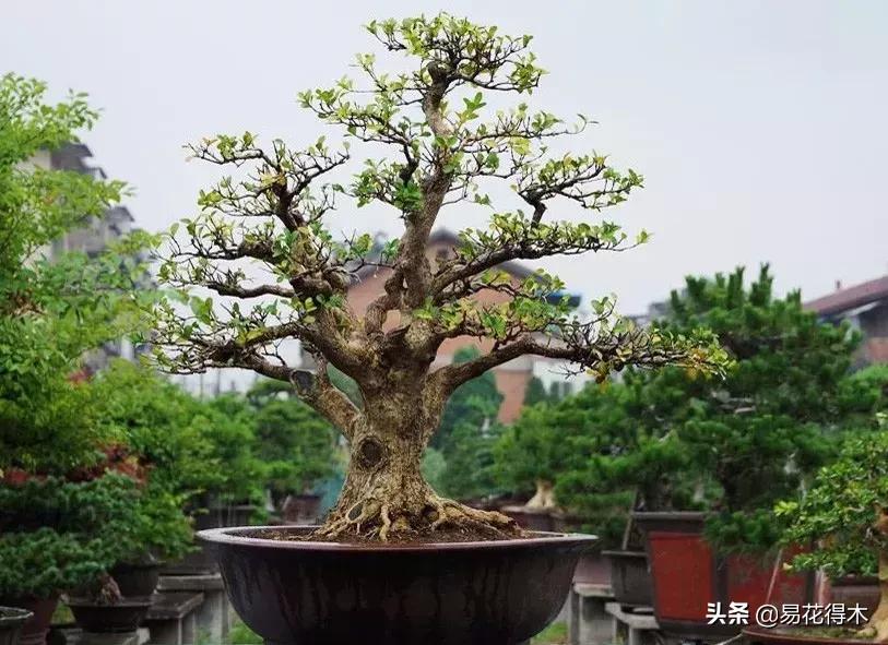 瓜子黄杨珍珠黄杨雀舌黄杨哪种好,黄杨雀舌和黑珍珠区别