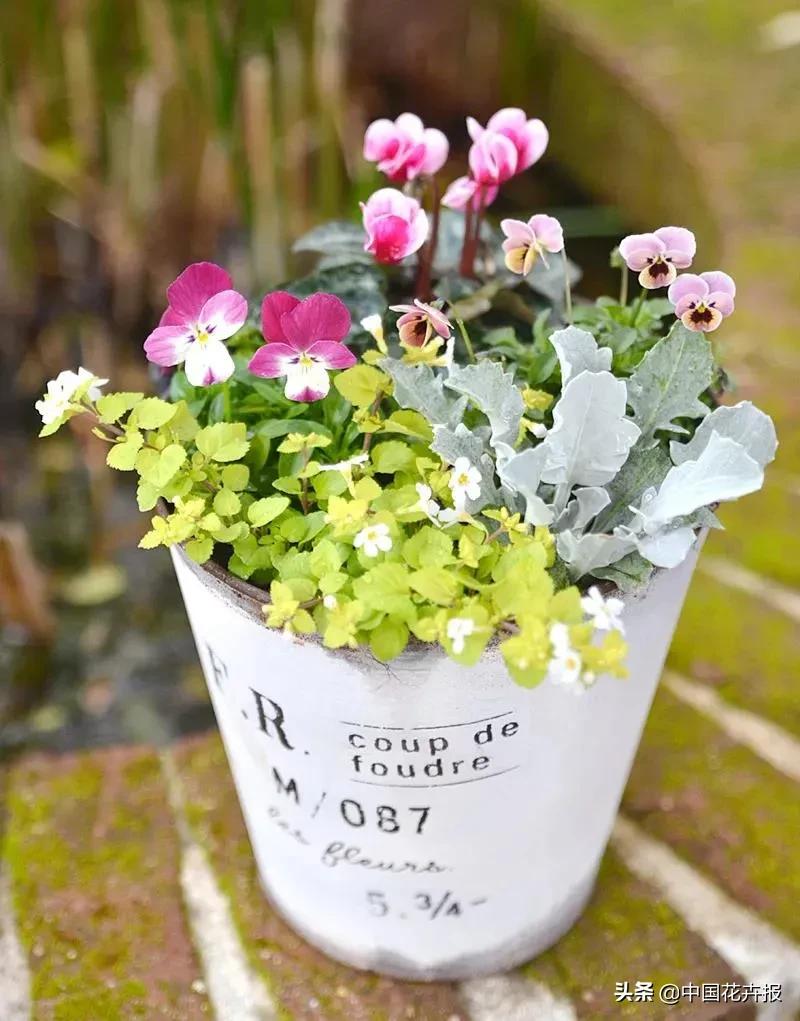 同样是“堇”，为什么“小兔子”这么有个性？