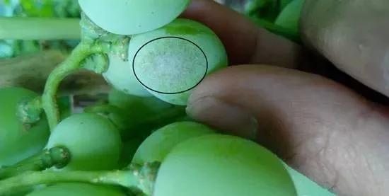 葡萄红蜘蛛病害图片,葡萄病害常用杀菌剂