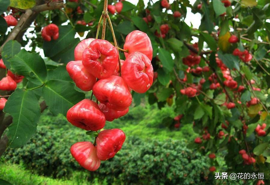 结蓝色和紫色球形小果子的植物,开花像白色灯笼植物图片