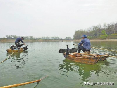 鸬鹚渔民捕鱼视频,视频鱼鹰捕鱼全过程