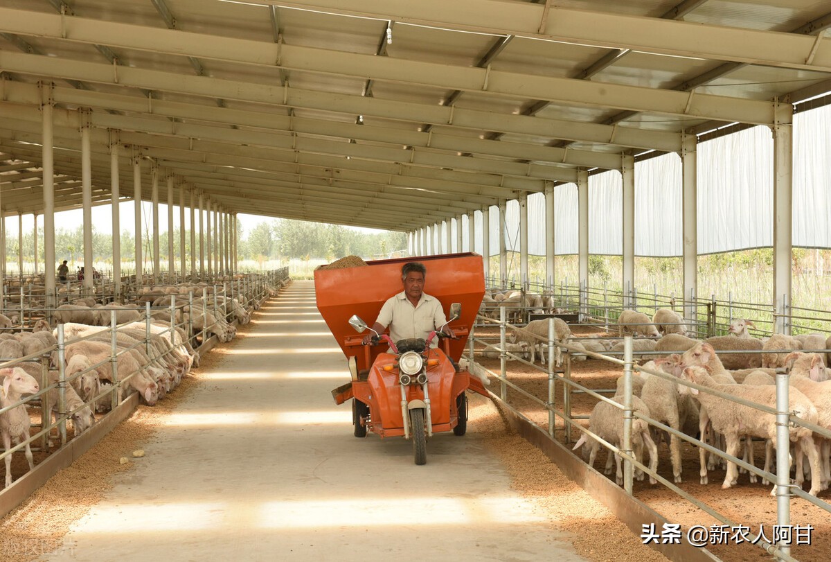 新手养羊筹划方法,如何养羊利润最大化