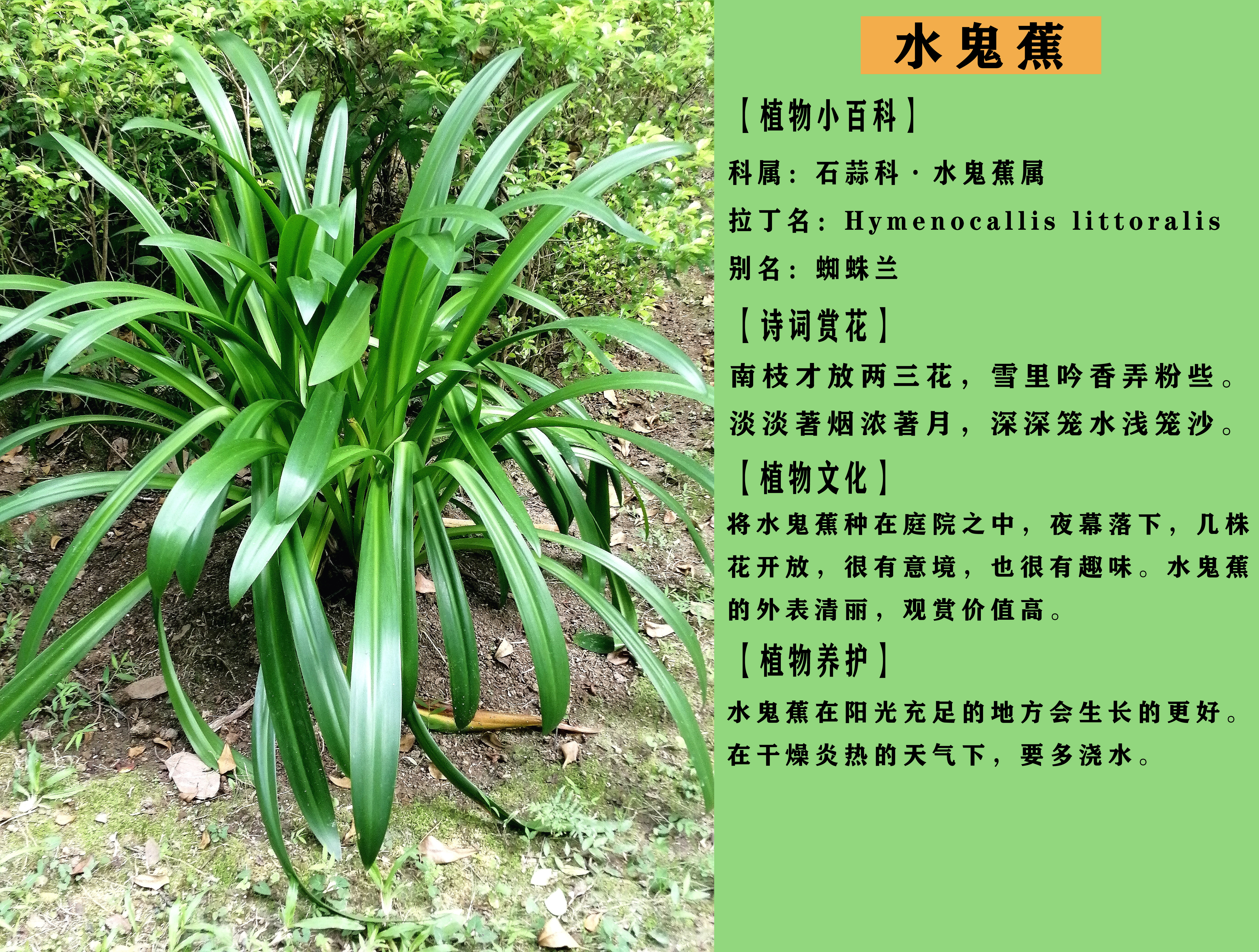 水鬼蕉花卉类型,水鬼蕉是什么科植物