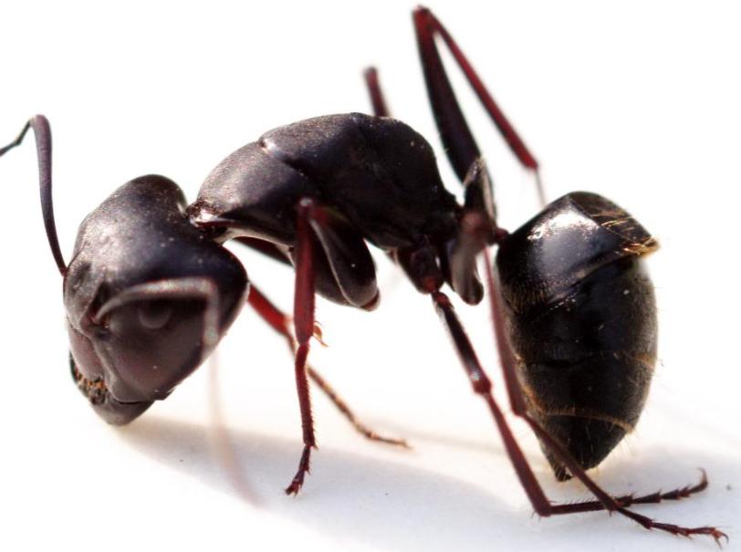 蚂蚁搬家的经过,蚂蚁过河用的什么办法