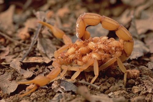 蝎子的特性和天性,噬母的动物有哪些
