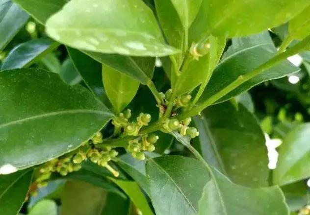 如何提高柑橘坐果率的几种方法,柑橘不坐果原因及解决措施