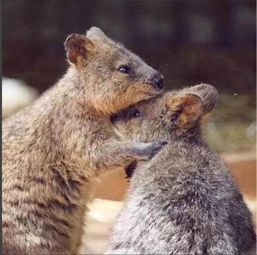 蜡笔小新中的阿呆短尾矮袋鼠,被誉为世界最开心动物短尾矮袋鼠