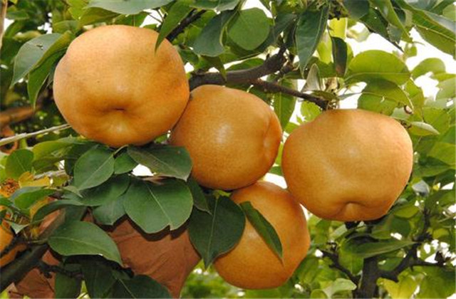 梨树病虫害绿色防控技术,梨树病虫害防治时间表最新