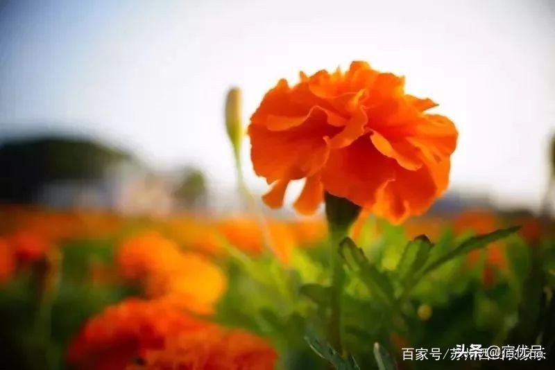 苏州太湖花海主题公园,太湖花海游乐场