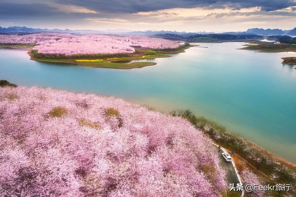 全球最大樱花基地原来就藏在贵州！万亩花海通到湖，机票低至2折