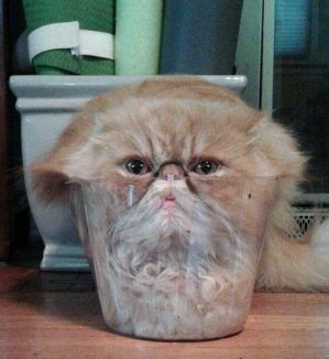 猫的内在品质,猫的本质就是嫌弃主人