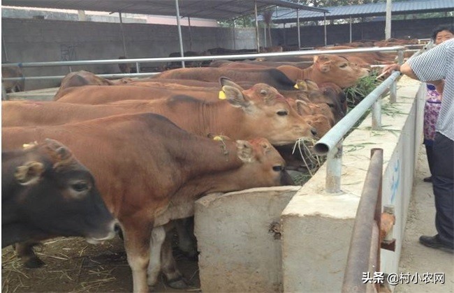 农村养牛怎样提高经济效益,农村养牛赚钱快哪个办法好