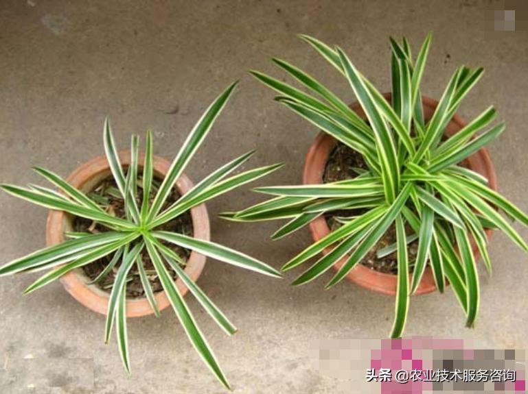 耐阴吊兰有几种品种,金鱼吊兰品种有几种