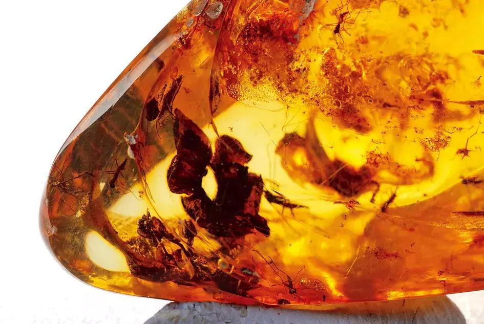 波罗的海琥珀融化,波罗的海琥珀俄罗斯料