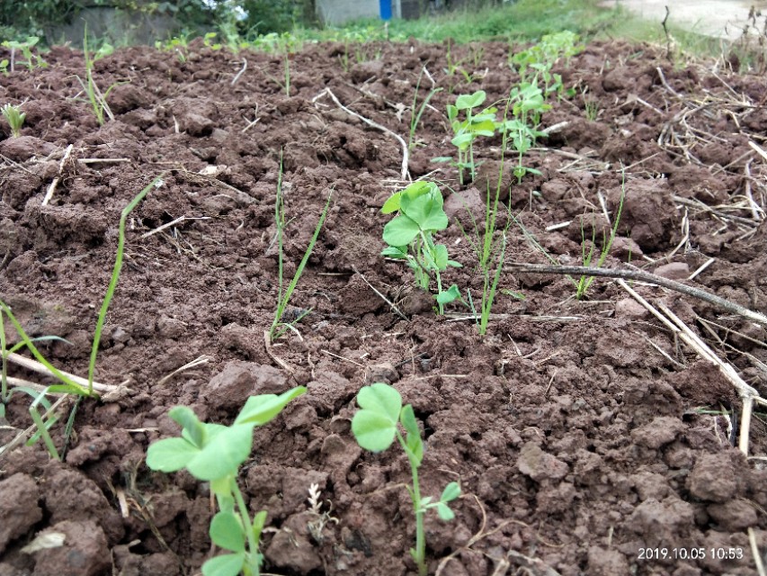 向往田园生活唯美诗句,向往的田园生活的感悟