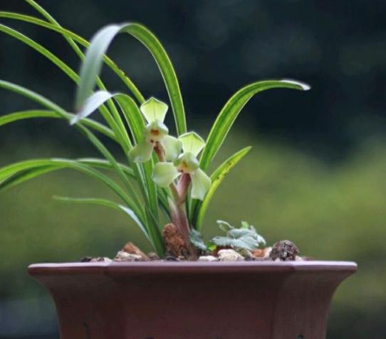 养兰花根腐,夏天兰花预防茎腐和软腐用什么药