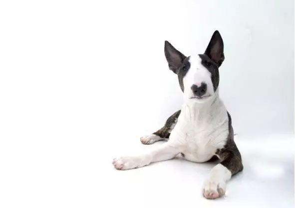 45只名犬排行,45种名犬您都认识吗