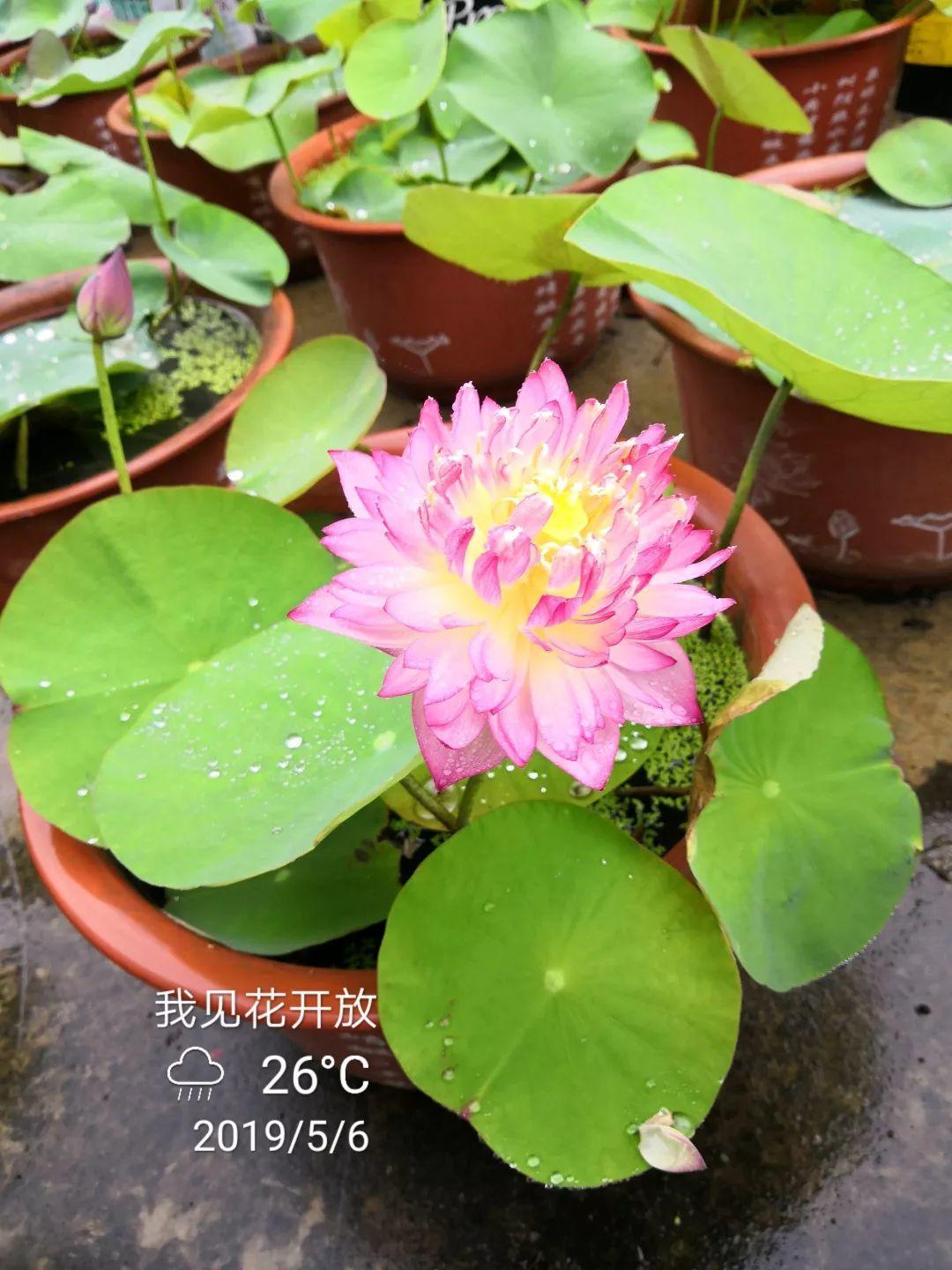 碗莲开花后的种子还可以用吗,碗莲种子种的第一年能开花吗