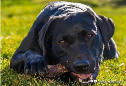 拉布拉多吃完不按时大便怎么办,三岁拉布拉多大便带血怎么治好