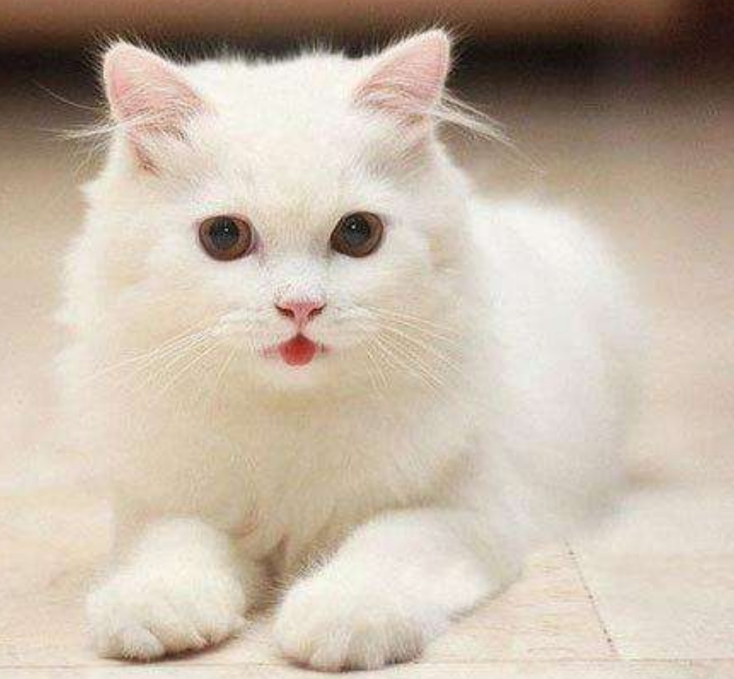 关于小狗和小兔的外貌描写,小狗和小猫的外貌描写