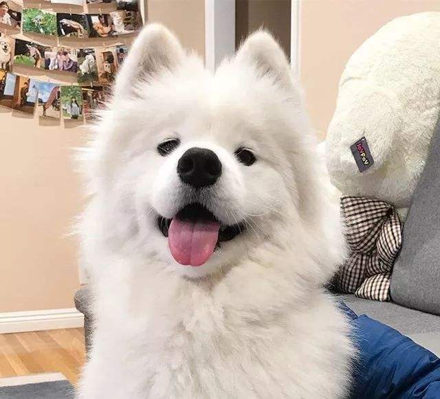 饲养萨摩耶需要注意的一些事项,如何正确的饲养萨摩耶