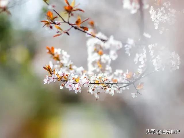 苏州周边自驾游最佳景点,苏州火车站周边景点一日游