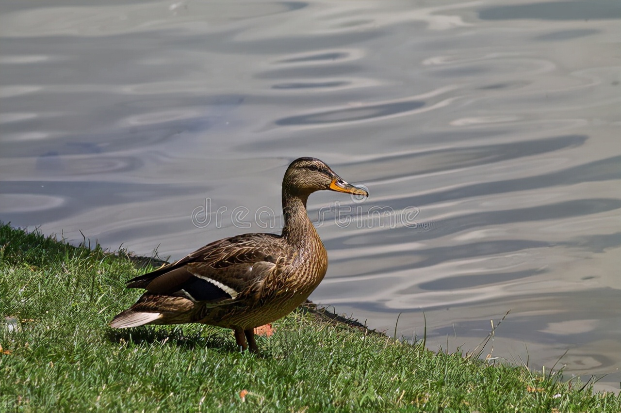南通如海方言,怎样呼唤各种家养动物?