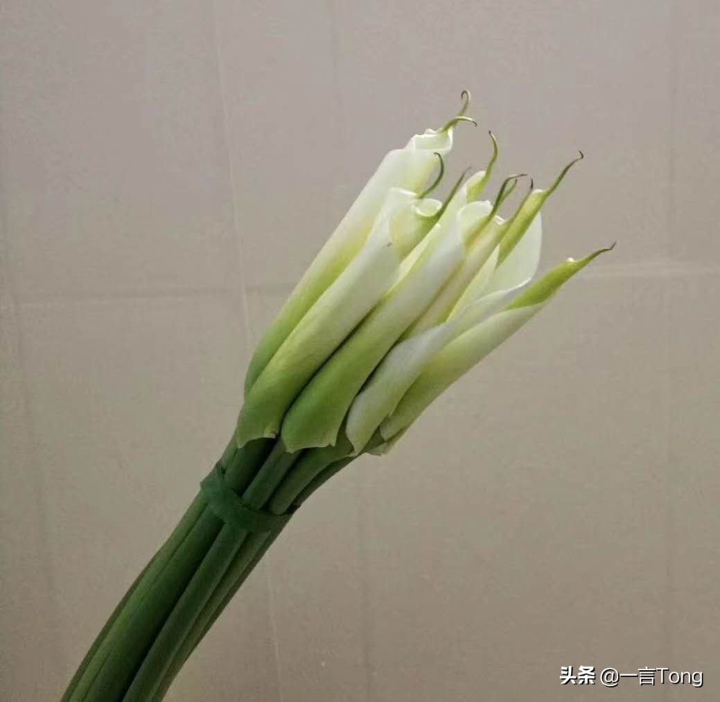 高贵雅致马蹄莲,高贵优雅马蹄莲永生花