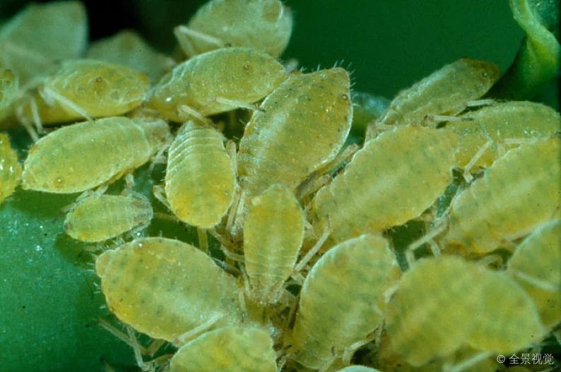 园林绿化虫害的名称及防治,栾树蚜虫虫害的症状图片