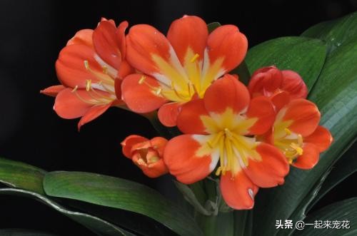 君子兰容易生什么虫,君子兰小飞虫