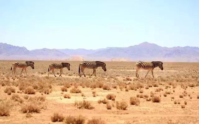 一半是沙漠一半是大海的地方,一半海水一半沙漠的地方