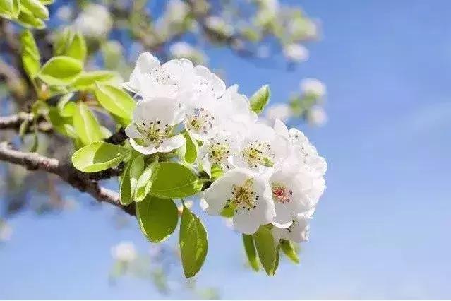 最适合赏花的花,视觉盛宴五种赏花名花供您选择