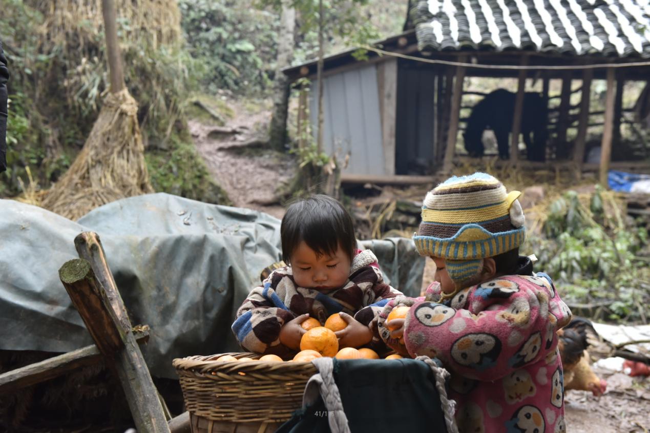 免狐扶贫项目上线,为麻阳甜橙解决销路难题