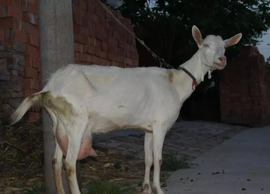 每日一学的100个技巧,奶山羊有哪些