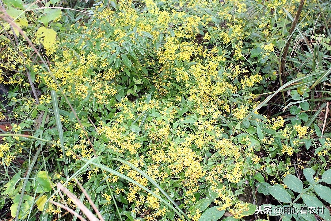 农村随处可见的小黄花，农民管它叫千里光，功效与作用值得您牢记