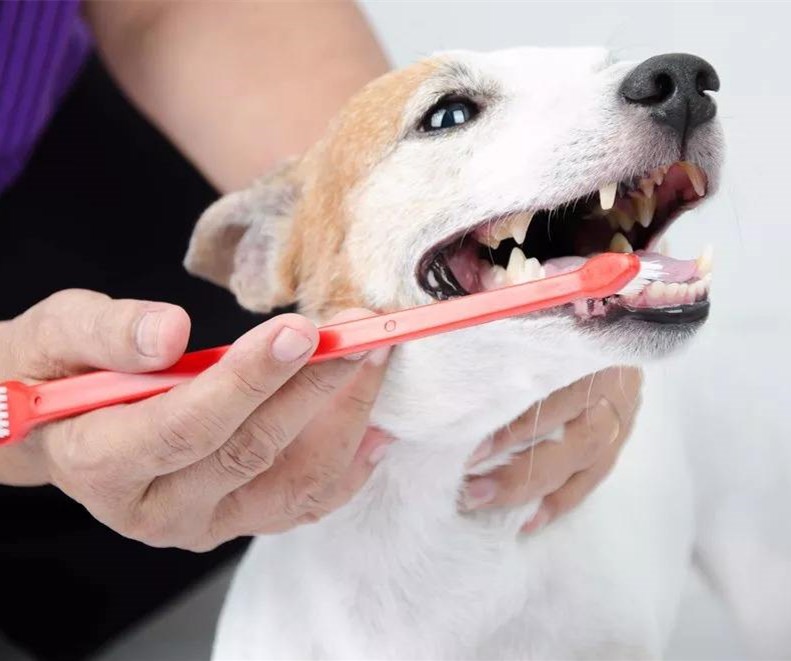 爱狗人士身上有狗臭味,狗狗身上散发屎臭味