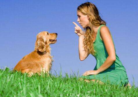 狗狗晚上老是叫该怎么办,狗狗晚上总是叫怎么训练