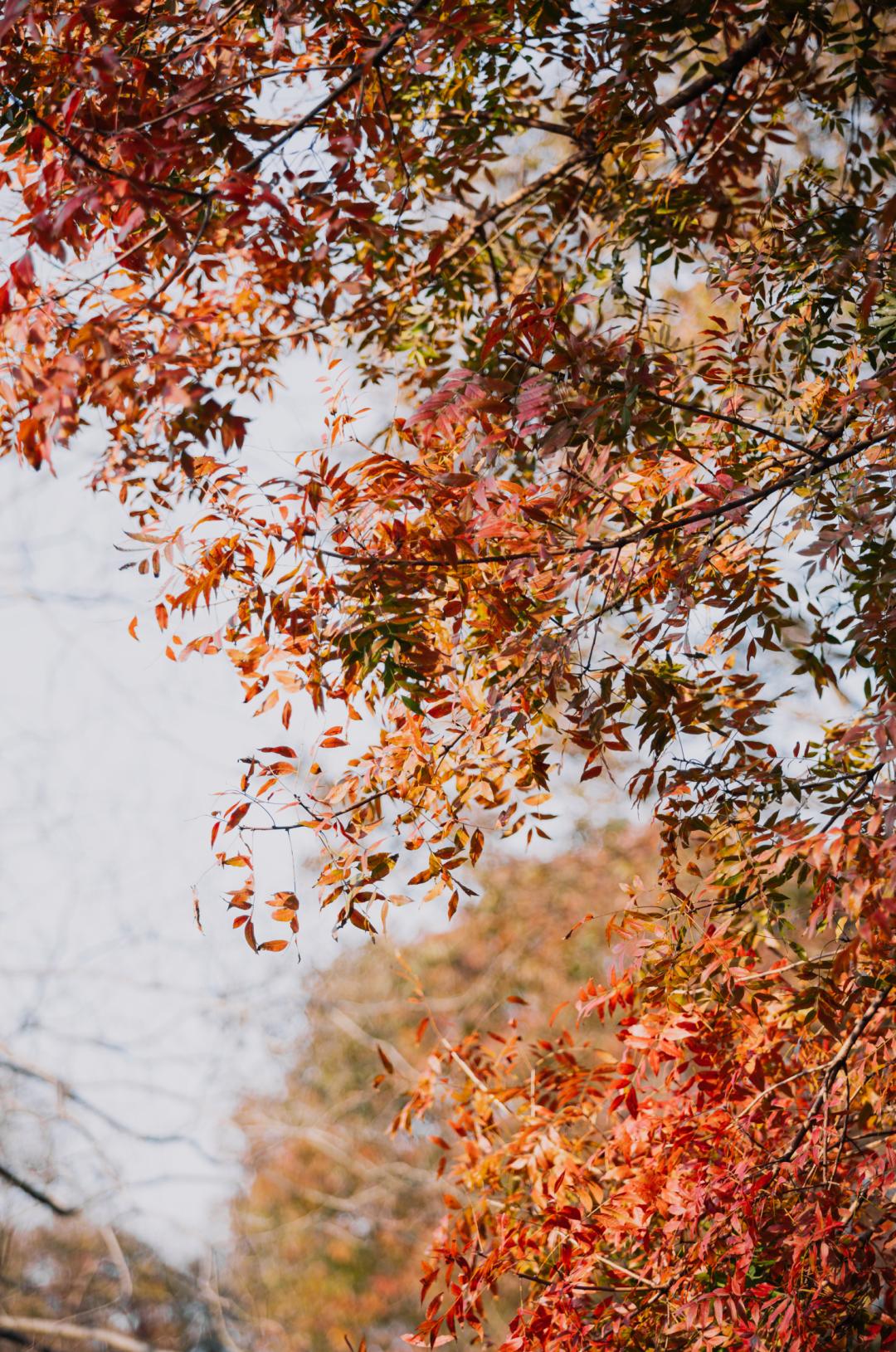 上海最美秋景,上海哪些公园可以拍秋景