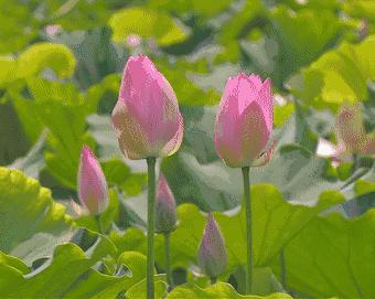 甯備簳椋庢儏杩樻槸甯備簳椋庡厜,甯備簳姘旀伅椋庢櫙