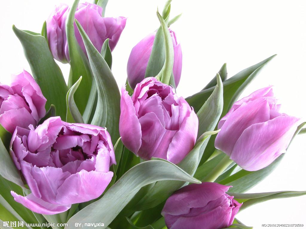 用郁金香表白语录,关于郁金香表白的浪漫句子