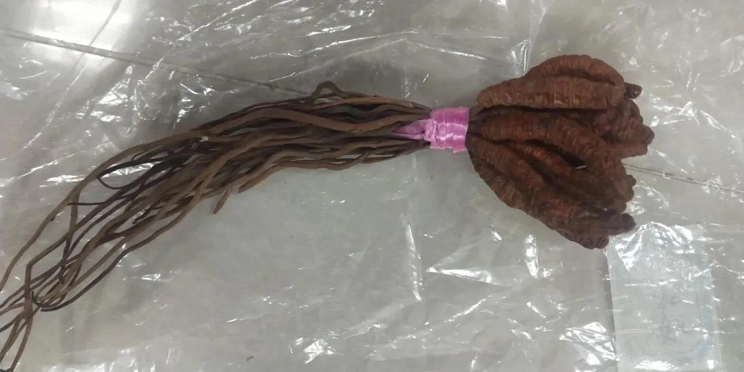 贵州虫草真虫草和伪虫草区别,西藏虫草跟青海虫草四川虫草辨别