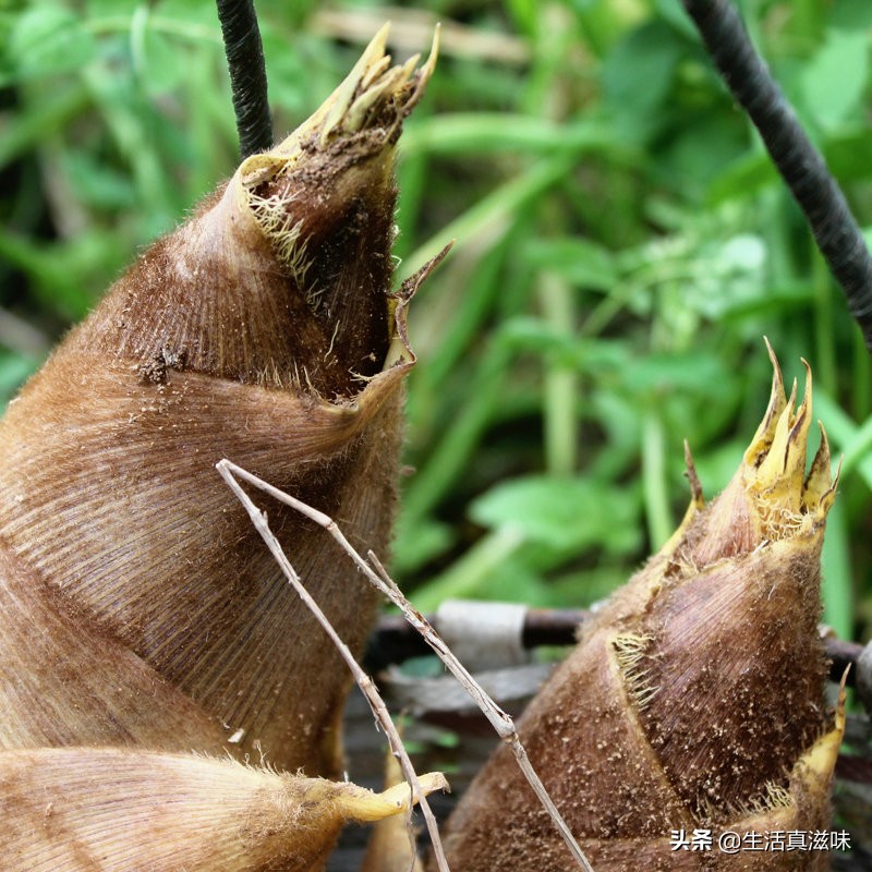 适合这个季节吃的笋,什么笋最适合春天吃