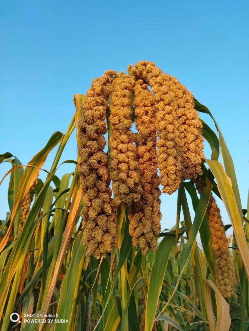 回家一级优质米，明星产品张杂谷13号，亩产千斤