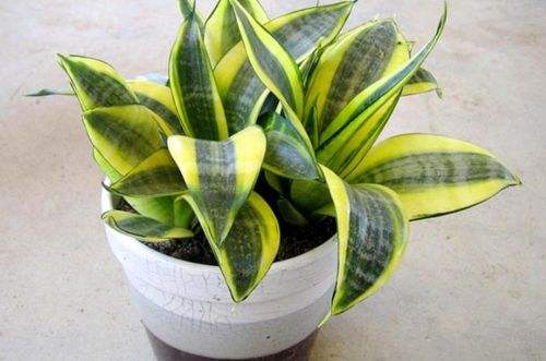 虎皮兰烂根了用什么方法处理,虎皮兰烂根后的补救方法