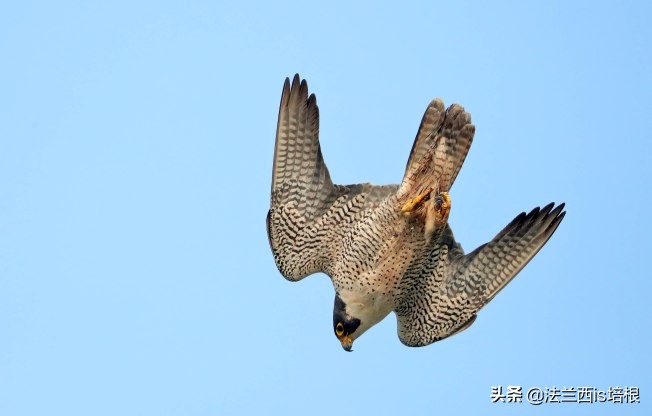 游隼为什么能飞那么快?绝招破解气流分离难题,加速无极限