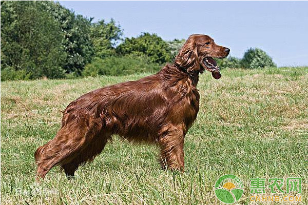 贾第鞭毛虫病能治愈吗,贾第鞭毛虫的治疗