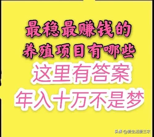 效益高收益稳定的养殖项目有哪些,有什么投资小收益高的养殖项目